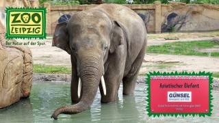 Tierpatenschaft für Asiatischen Elefanten Tierpatenschaft für Asiatischen Elefanten